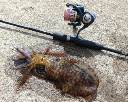 越前デイエギング